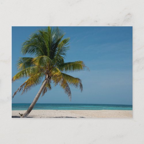 Palm tree and white sand beach  2 postcard