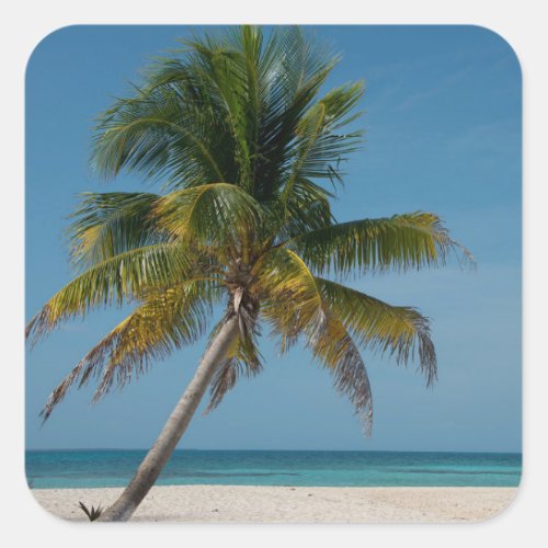 Palm tree and white sand beach  2 square sticker