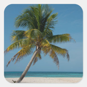 Palm tree and white sand beach 2 square sticker