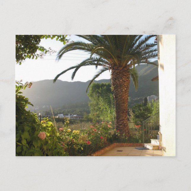 Palm Tree At Sunset On Corfu Island Postcard (Front)