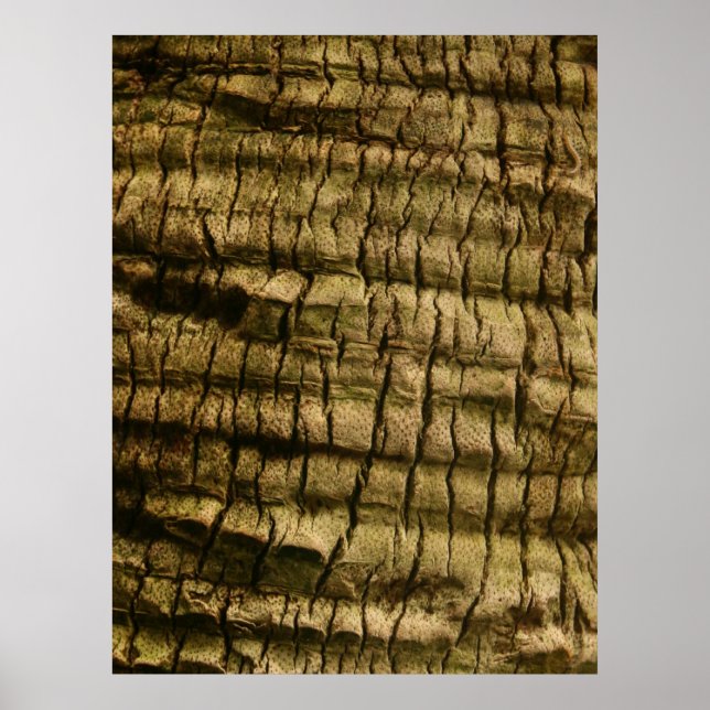 Palm Tree Bark Poster (Front)