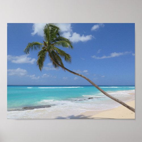 Palm tree beach Caribbean Barbados Poster
