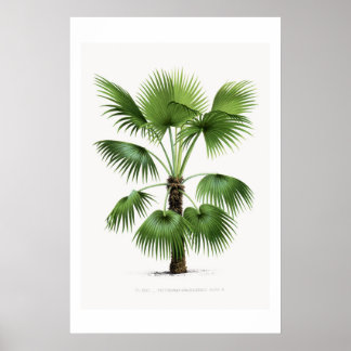 Palm Tree Botanical Sketch Vintage Art Poster