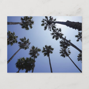 Palm Tree California Santa Barbara Postcard