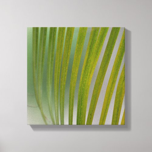 Palm Tree Canvas Print