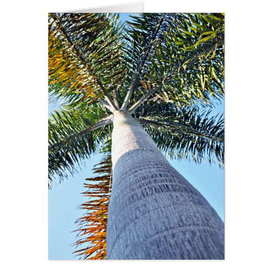 Palm Tree Cards (Front)