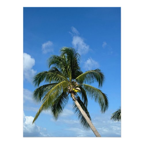 Palm Tree Coconuts  Blue Sky in St Martin Photo Print