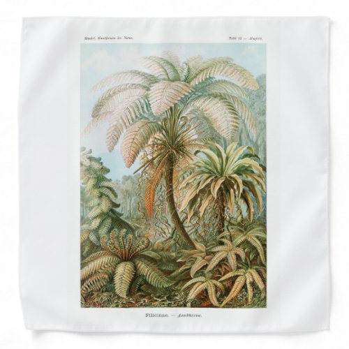 Palm Tree Ernst Haeckel    Bandana