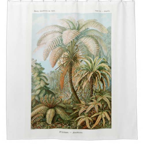 Palm Tree Ernst Haeckel   Shower Curtain
