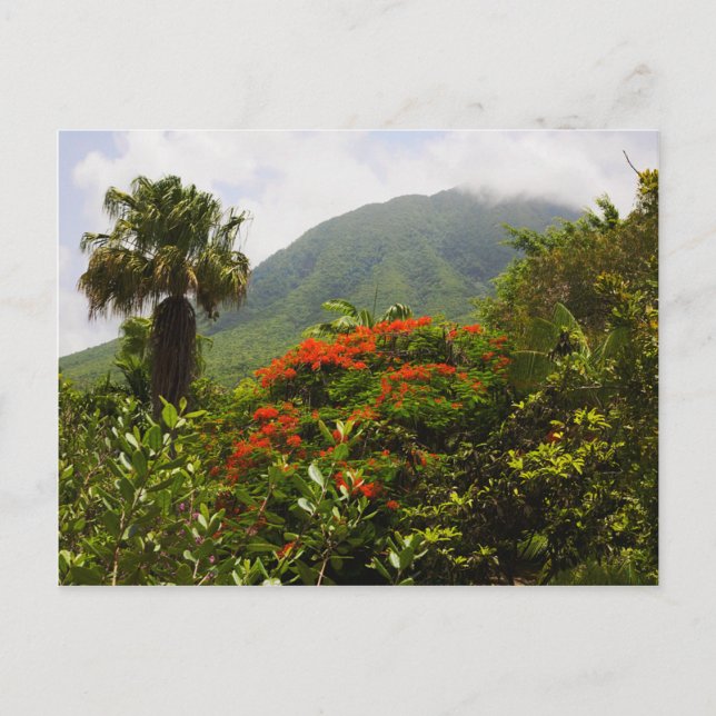 Palm Tree, Flamboyant Tree, Caribbean Volcano Peak Postcard (Front)