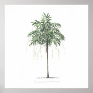 Palm tree illustration Collection Poster