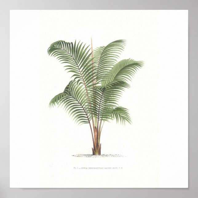 Palm tree illustration Collection Poster (Front)