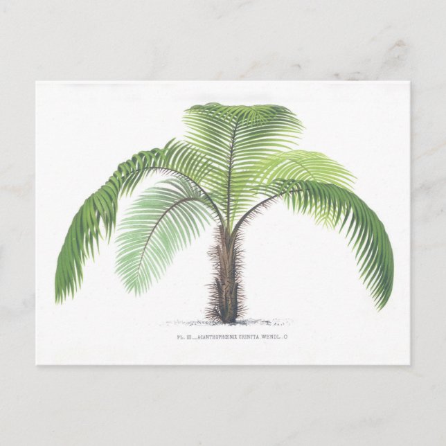 Palm tree illustration III Collection Postcard (Front)