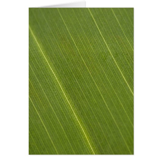 Palm Tree Leaf Cards (Front)