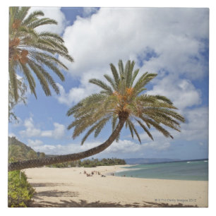Palm tree leaning out over the sand at Sunset Ceramic Tile