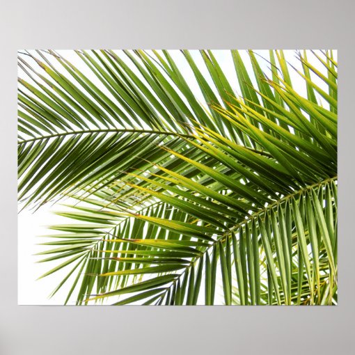 Palm tree leaves tropical nature photo poster | Zazzle