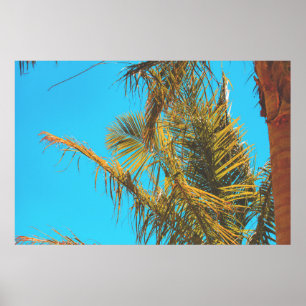 Palm Tree Leaves Turquoise Sky Poster