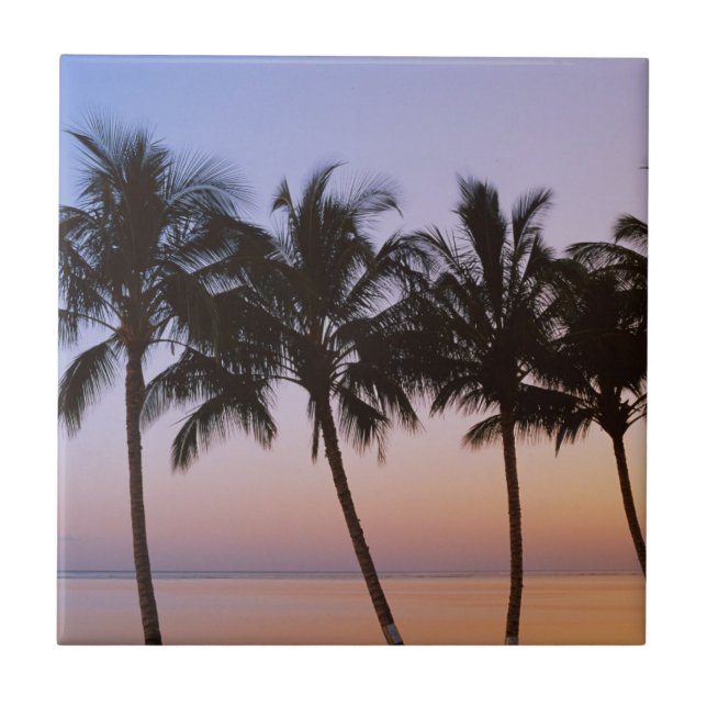 Palm tree, morning tile (Front)