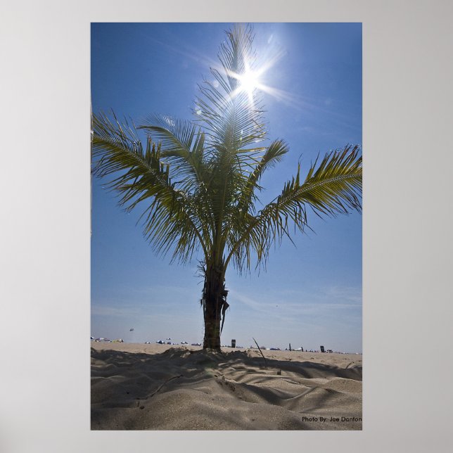 Palm Tree, Photo By: Joe Dantone Poster (Front)