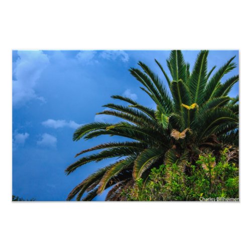 Palm Tree Photo Print