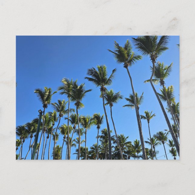 Palm tree postcard (Front)