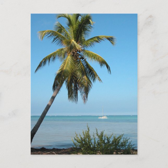 Palm Tree - Postcard (Front)