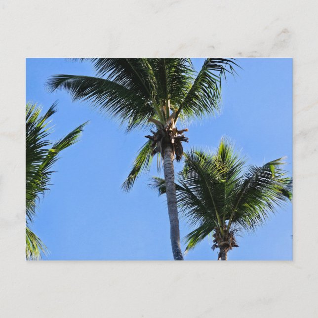 Palm tree postcard (Front)