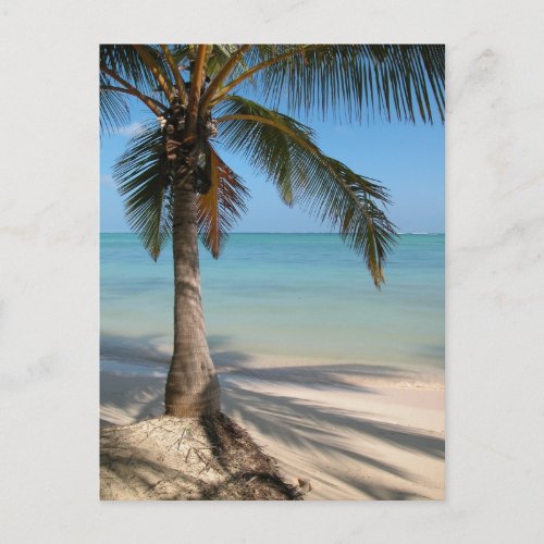 Palm Tree _ Postcard