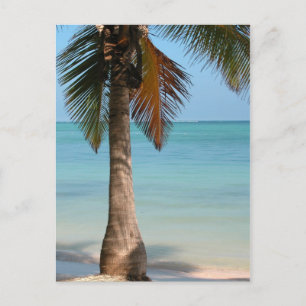 Palm Tree - Postcard