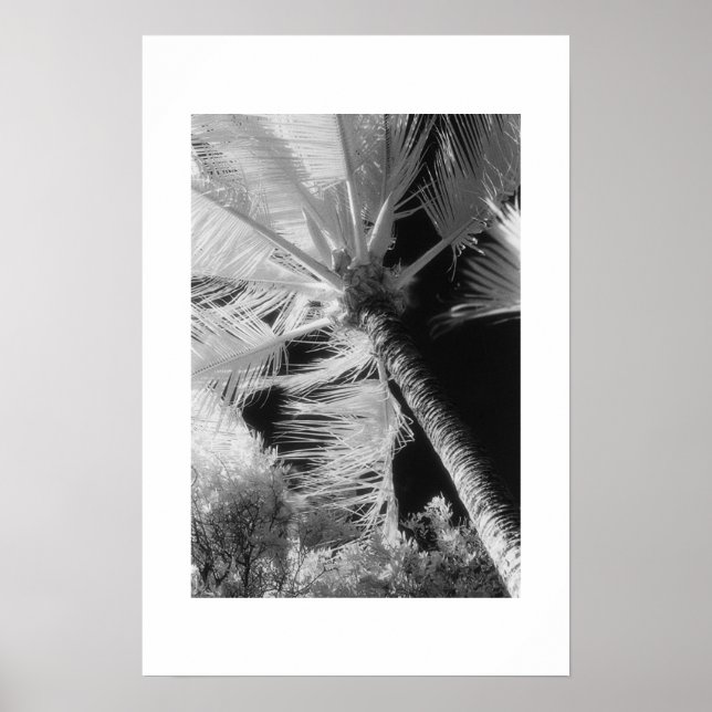 Palm Tree Poster (Front)