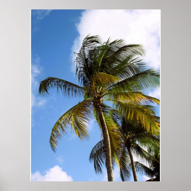 Palm tree poster (Front)