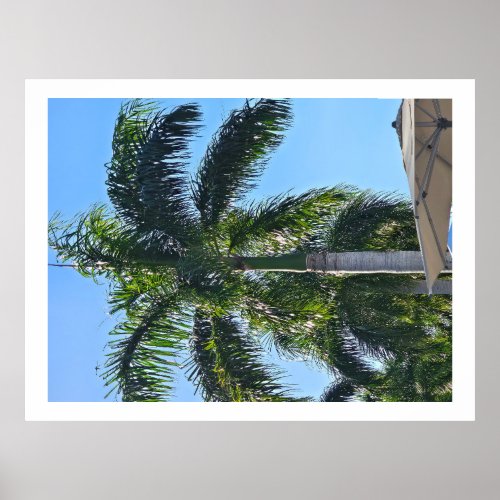 Palm tree poster