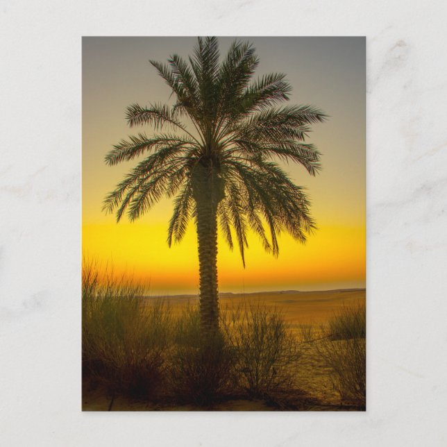 Palm Tree Sunrise Postcard (Front)