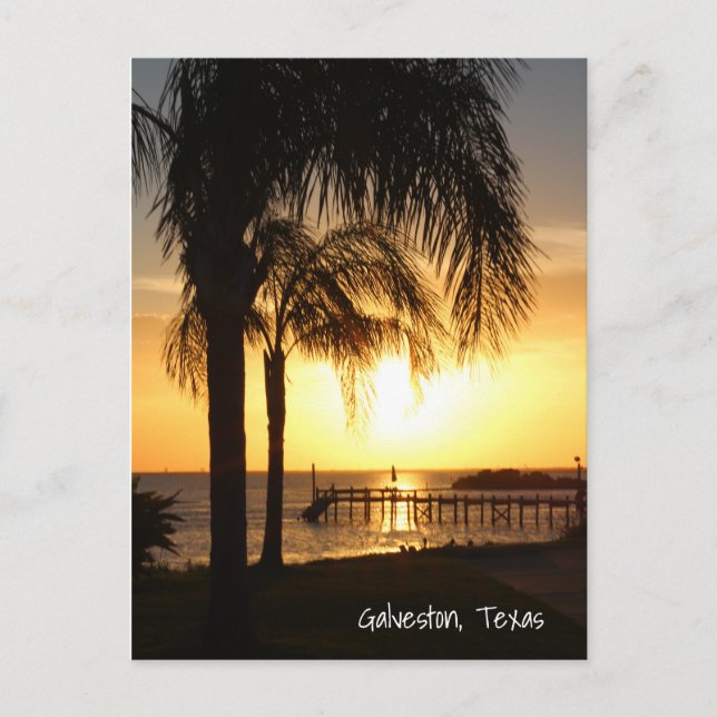 Palm Tree Sunset Postcard (Front)