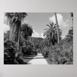 Palm Trees Abide Poster