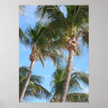 Palm Trees Against Blue Sky Poster