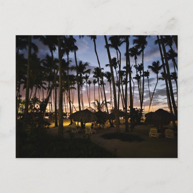 Palm trees and sunset postcard (Front)
