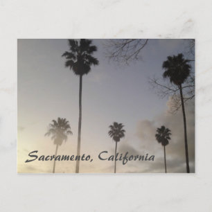 Palm Trees at Sunset Postcard