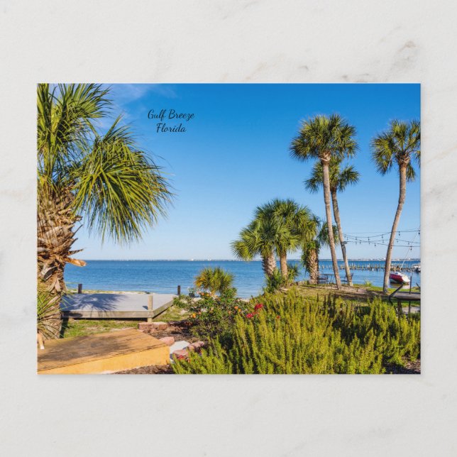 Palm Trees Bayside Morning Postcard (Front)