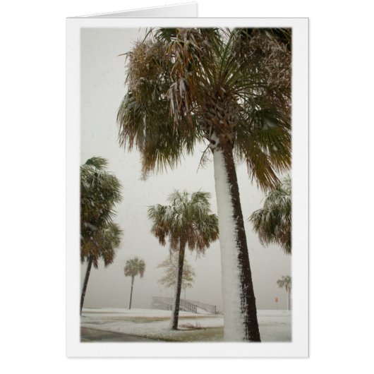 Palm Trees in a snow storm (Front)