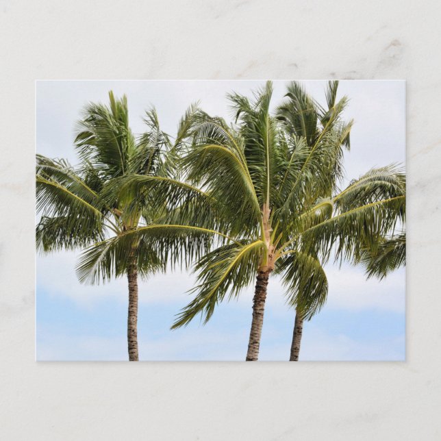 Palm Trees in Kauai Postcard (Front)