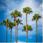 Palm Trees in San Diego, California Cutout<br><div class="desc">Grove of palm trees against a cloudy blue sky in San Diego,  California</div>
