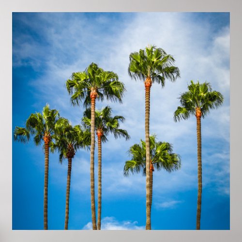 Palm Trees in San Diego California Poster