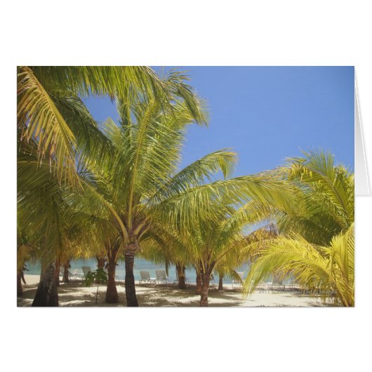Palm Trees on a Honduras White Sand Beach (Front Horizontal)