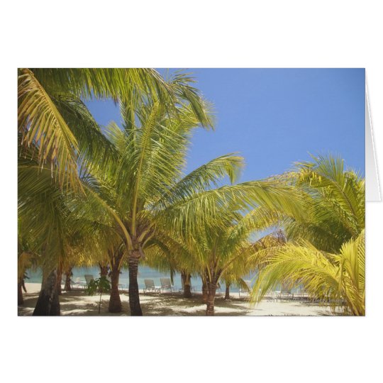 Palm Trees on a Honduras White Sand Beach Card