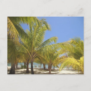 Palm Trees on a Honduras White Sand Beach Postcard