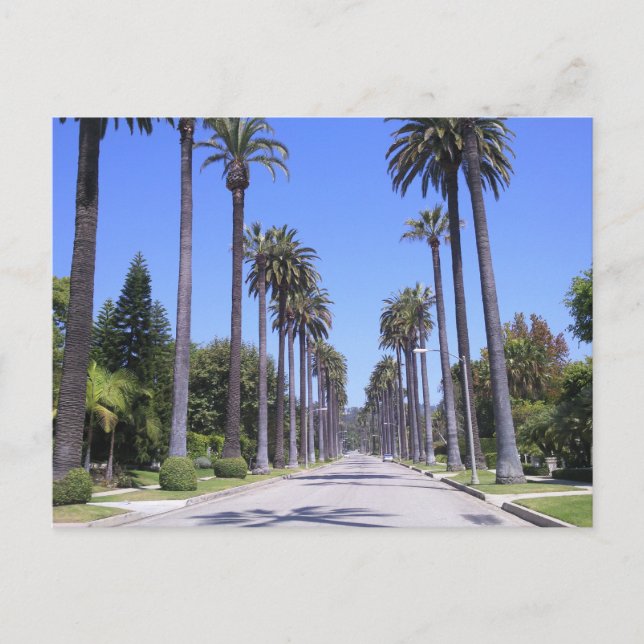 Palm trees on a street in Los Angeles Postcard (Front)