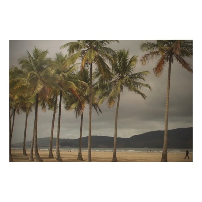 Palm trees on Gonzaga Beach, Santos, Brazil Wood Wall Art (Front)