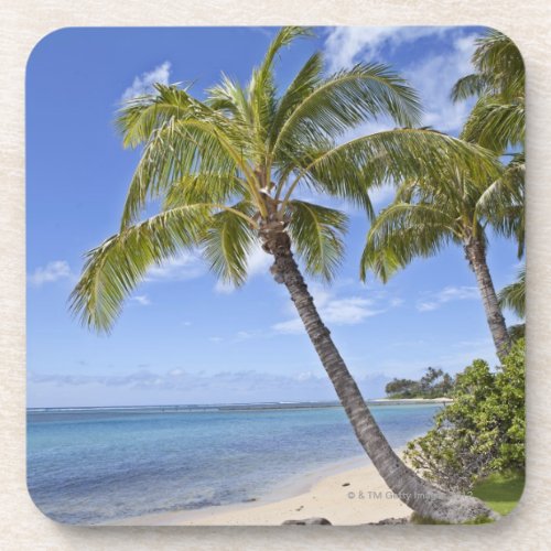 Palm trees on the beach in Hawaii Coaster