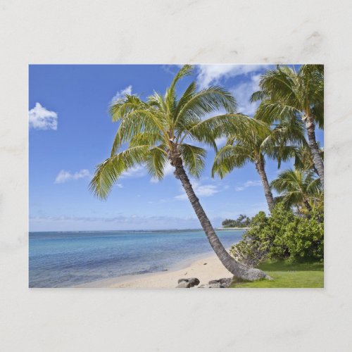 Palm trees on the beach in Hawaii Postcard